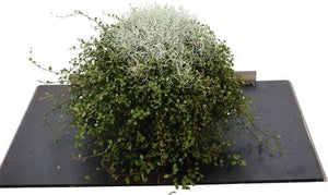 Leucophyta brownii Cushion Bush – 23cm Pot