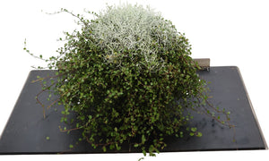 Leucophyta brownii Cushion Bush – 23cm Pot