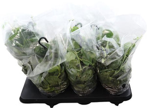 Scindapsus ‘Silvery Ann’ – 14cm Pot