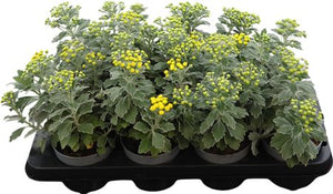 Ajania pacifica ‘Silver and Gold’ – 12cm Pot