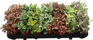 Mixed Fittonia Nerve Plant – 8.5cm Pot