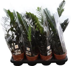 Raven ZZ Plant (Zamioculcas zamiifolia) – 14cm Pot