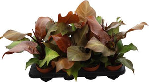 Philodendron Sunlight – 12cm Pot, 35cm High