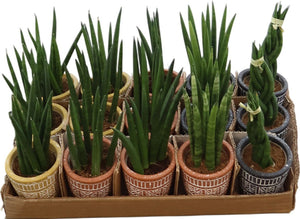 Cylindrical Snake Plant (Sansevieria cylindrica) – 6cm Pot