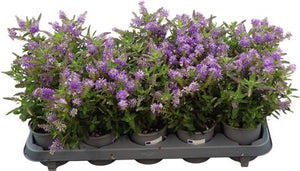 Hebe All Blooms Mixed Flowering Plant – 11cm Pot