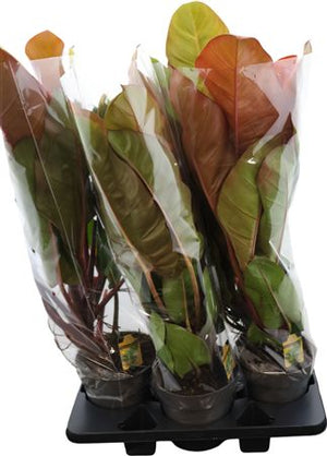 Philodendron Prince of Orange – 19cm Pot