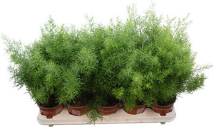 Asparagus Fern (Asparagus densiflorus) – 12cm Pot