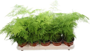 Asparagus Fern (Asparagus setaceus) – 12cm Pot