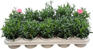 Mixed Dianthus ‘Oscar’ – 12cm Pot