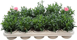 Mixed Dianthus ‘Oscar’ – 12cm Pot