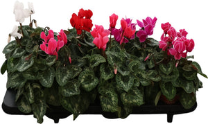 Mixed Cyclamen persicum – 12cm Pot, 30cm High