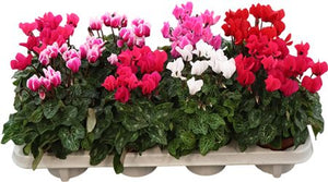 Small-Flowered Cyclamen (Cyclamen persicum) – 10.5cm Pot