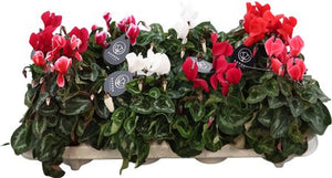 Mixed Cyclamen persicum – 10.5cm Pot