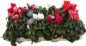 Mixed Cyclamen persicum – 10.5cm Pot