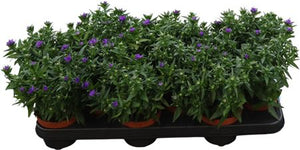 Blue Starletta Aster – 10.5cm Pot