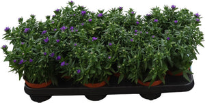Blue Starletta Aster – 10.5cm Pot