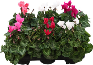 Mixed Cyclamen persicum ‘Riviera Allure’ – 12cm Pot