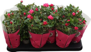 Pink Rose ‘Tunesia Star’ – 10.5cm Pot