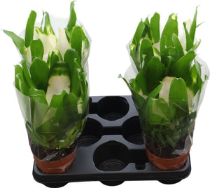 White Neoregelia Bromeliad – 12cm Pot, 45cm High