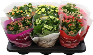 Kalanchoe Rosalina Double-Flowering Houseplant – 15cm Pot