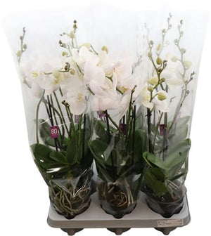 White Phalaenopsis Orchid – 2 Stem, 12cm Pot