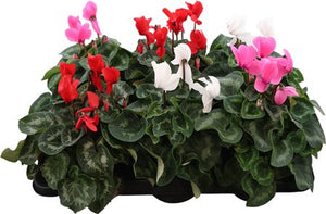 White Large-Flowered Cyclamen (Cyclamen persicum) – 13cm Pot