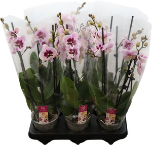 Phalaenopsis Orchid ‘Aladdin’ – 12cm Pot, 50cm