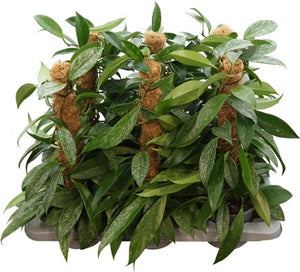Hoya Carnosa ‘Silverspots’ – 14cm Pot