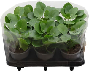 Pilea Peperomioides – 13cm Pot