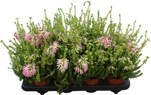 Winter Flowering Erica verticillata – 12cm Pot