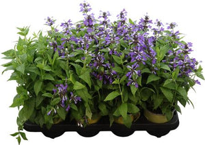 Catmint ‘Walker’s Low’ (Nepeta) – 13cm Pot