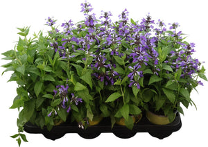 Catmint ‘Walker’s Low’ (Nepeta) – 13cm Pot