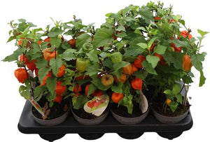 Chinese Lantern Plant (Physalis alkekengi) – 12cm Pot