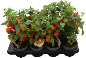 Chinese Lantern Plant (Physalis alkekengi) – 12cm Pot