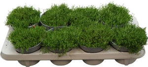 Irish Moss (Sagina subulata) – 13cm Pot