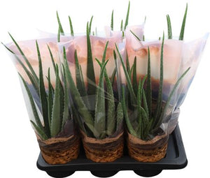 Aloe Vera Plant – 17cm Pot, Approx. 50cm Tall
