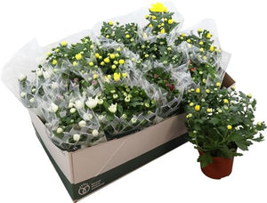 Mixed Chrysanthemum Houseplant (Indicum Group) – 12cm Pot