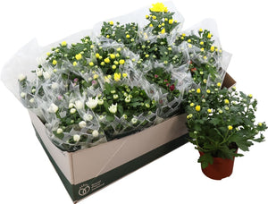 Mixed Chrysanthemum Houseplant (Indicum Group) – 12cm Pot