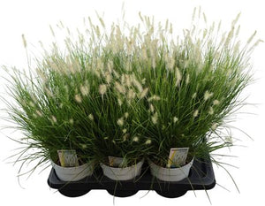 Little Bunny Fountain Grass (Pennisetum) – 17cm Pot