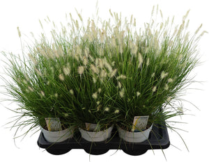 Little Bunny Fountain Grass (Pennisetum) – 17cm Pot