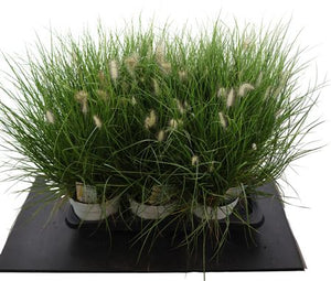 Pennisetum ‘Little Honey’ Ornamental Grass – 17cm Pot