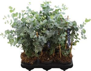 Silver Dollar Eucalyptus (Eucalyptus cinerea) – 12cm Pot