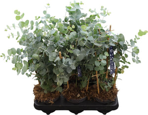 Silver Dollar Eucalyptus (Eucalyptus cinerea) – 12cm Pot