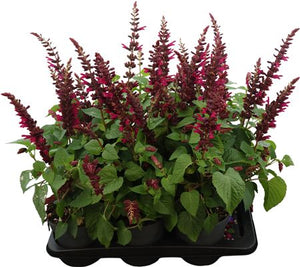 Pink Salvia ‘Lake Flaming’ – 17cm Pot