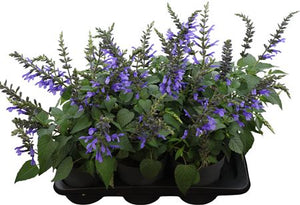 Blue Salvia ‘Lake Como’ – 17cm Pot