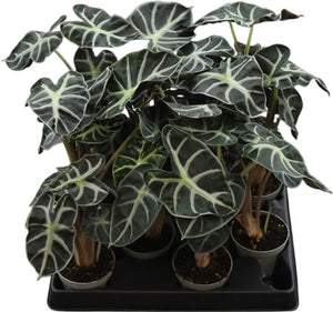 Alocasia ‘Heart Balloon’ – 6cm Pot