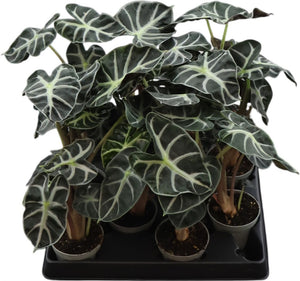 Alocasia ‘Heart Balloon’ – 6cm Pot