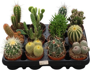 Mixed Cactus Collection – 8.5cm Pot