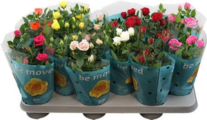 Mixed Rose Plant – 10.5cm Pot, Approx. 25cm High