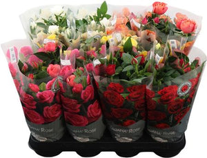 Mixed Rose Plant (Rosa) – 10.5cm Pot